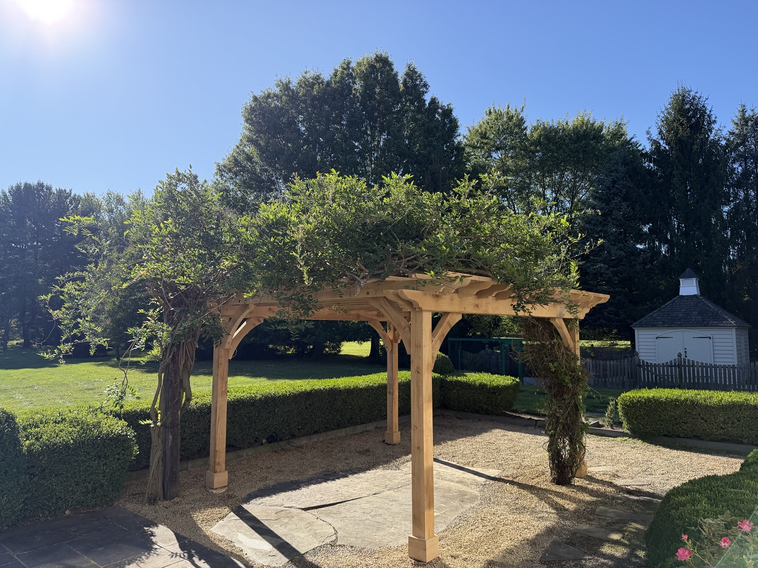 White oak pergola rebuilt around mature wisteria